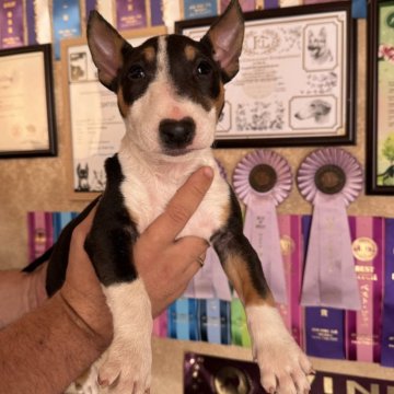 ミニチュアブルテリア【千葉県・女の子・2025年8月26日・Черный загорелый и белый】の写真「体のバランスが良く綺麗な形をしています」