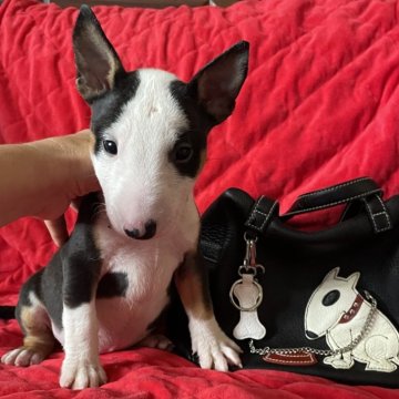 ミニチュアブルテリア【千葉県・女の子・2025年8月26日・ブラックタン&ホワイト】の写真「体のバランスが良く綺麗な形をしています」