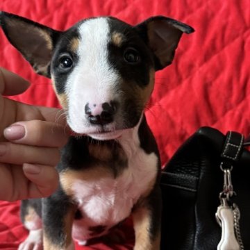 ミニチュアブルテリア【千葉県・男の子・2025年8月26日・ブラックタン&ホワイト】の写真「体のバランスが良く綺麗な形をしています」