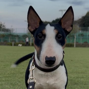 ミニチュアブルテリア【千葉県・男の子・2025年1月10日・レッドアンドホワイト】の写真「体のバランスが良く綺麗な形をしています」