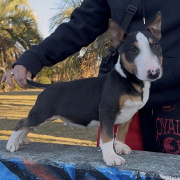 ミニチュアブルテリア【千葉県・男の子・2025年8月26日・ブラックタン&ホワイト】の写真「体のバランスが良く綺麗な形をしています」