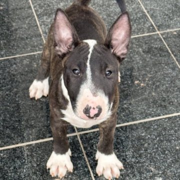 ミニチュアブルテリア【千葉県・女の子・2025年7月26日・ブリンドル】の写真「体のバランスが良く綺麗な形をしています」