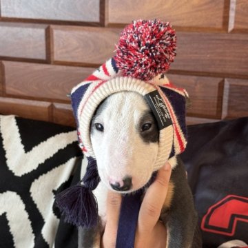 ミニチュアブルテリア【千葉県・女の子・2025年8月26日・ブラックタン&ホワイト】の写真「体のバランスが良く綺麗な形をしています」