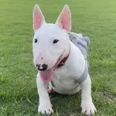 ミニチュアブルテリア【千葉県・男の子・2025年3月17日・ホワイト】の写真1