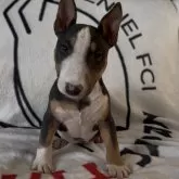 ミニチュアブルテリア