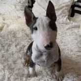 ミニチュアブルテリア