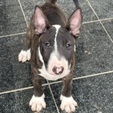 ミニチュアブルテリア