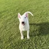 ミニチュアブルテリア【千葉県・女の子・2025年3月3日・ホワイト】の写真2