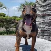 ミニチュアブルテリア【千葉県・男の子・2024年12月10日・レッドアンドホワイト】の写真4