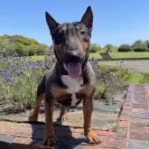 ミニチュアブルテリア【千葉県・男の子・2024年12月10日・レッドアンドホワイト】の写真8