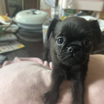 プチブラバンソン【愛知県・女の子・2024年8月7日・ブラック】の写真「希少な犬種。そしてブラックにしては臭いませんっ」