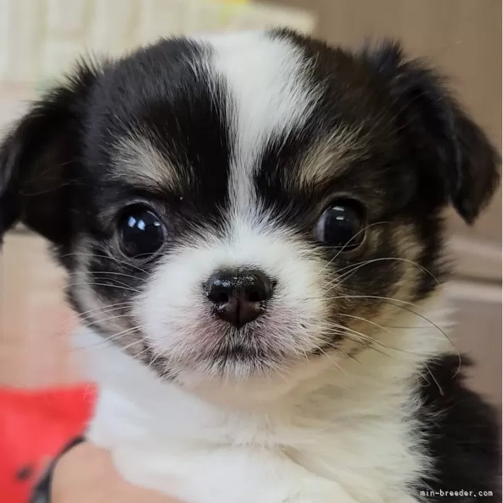 ID:2411-07512の子犬