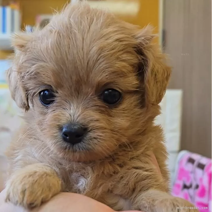 ID：2508-06202の子犬