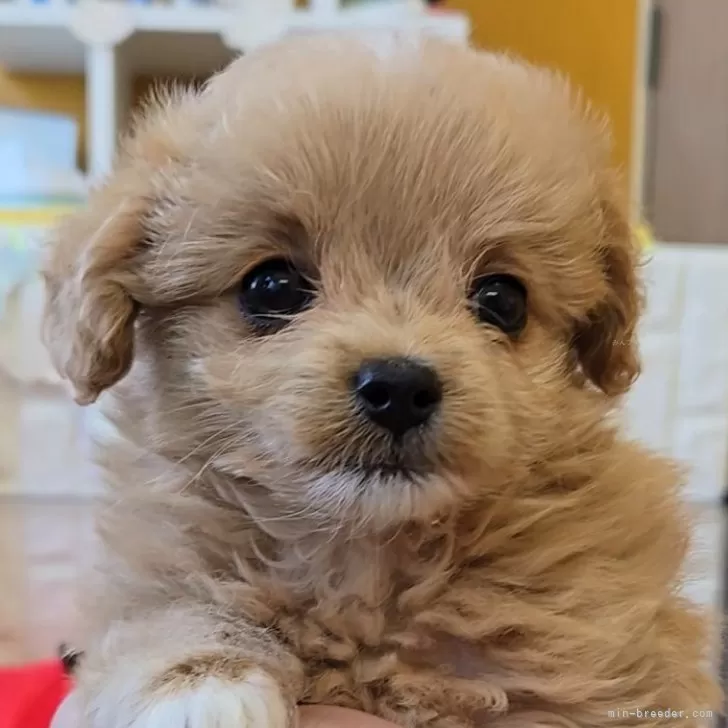 ID：2508-02323の子犬