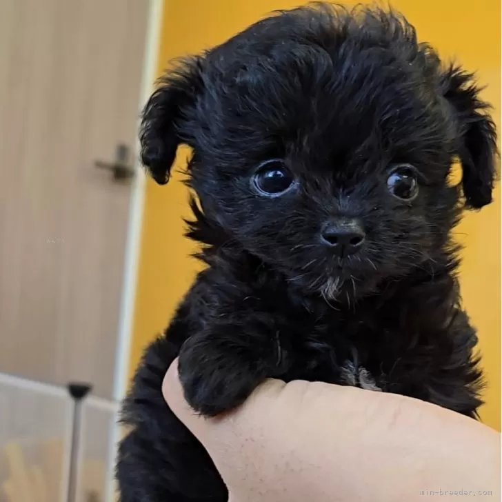 ID:2508-02328の子犬