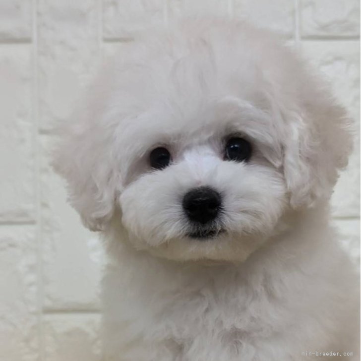 ブリーダー画像