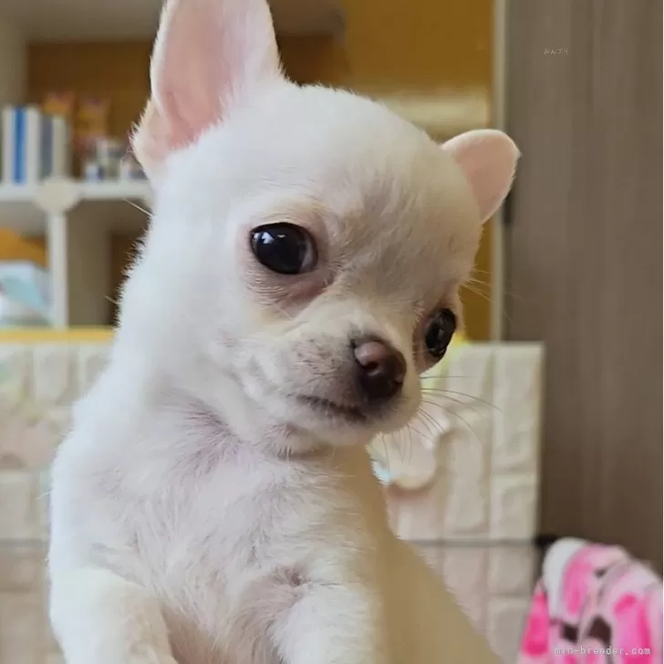 ID:2506-05596の子犬
