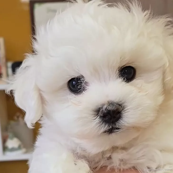 ID:2502-07133の子犬
