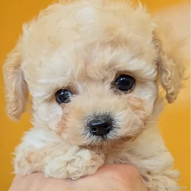 R.N 様のお迎えした子犬