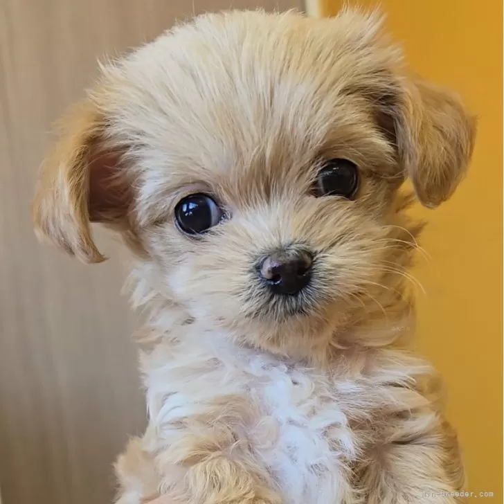 ID:2502-01742の子犬