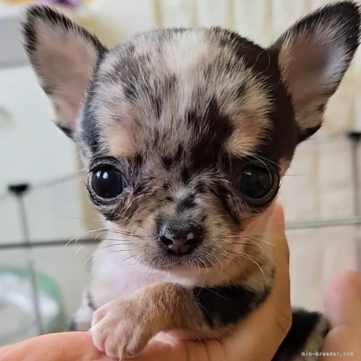 ID:2411-00645の子犬