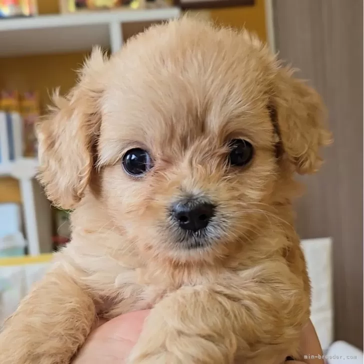 ID:2507-05576の子犬