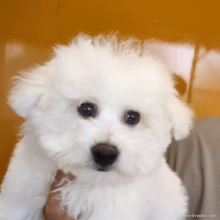 ID:2502-03982の子犬