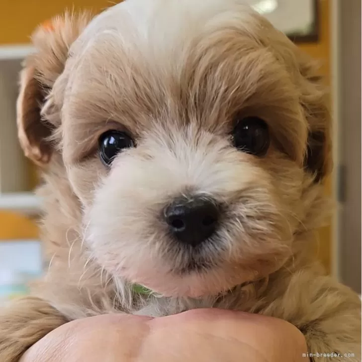 ID:2412-03494の子犬