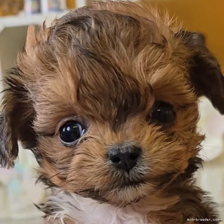 ID:2412-05389の子犬