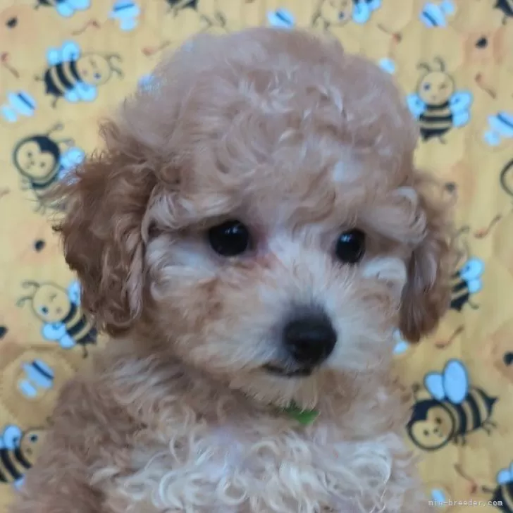 ID:2509-05306の子犬