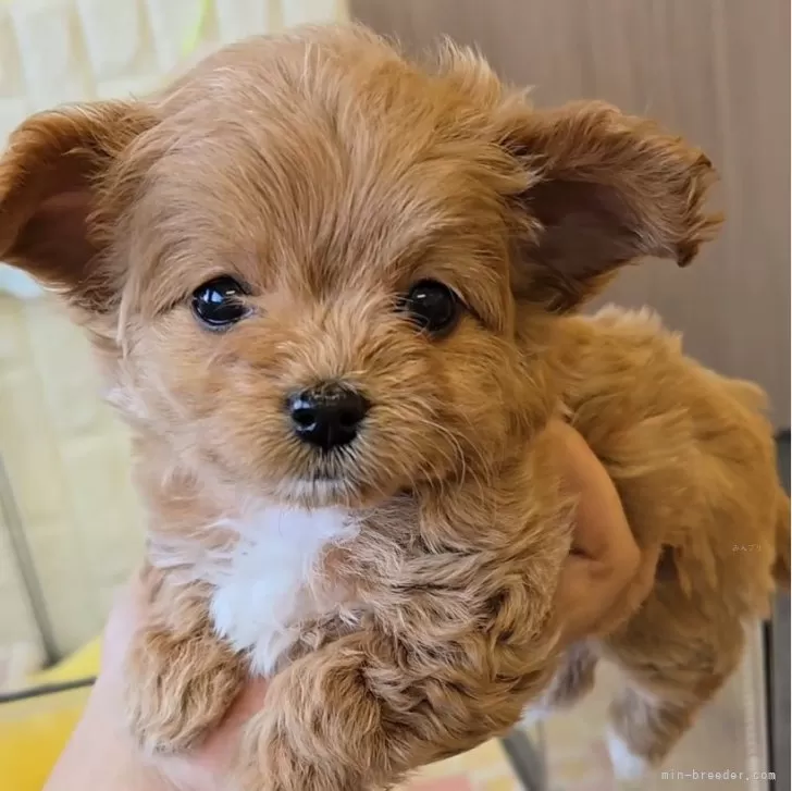 ID:2502-07166の子犬