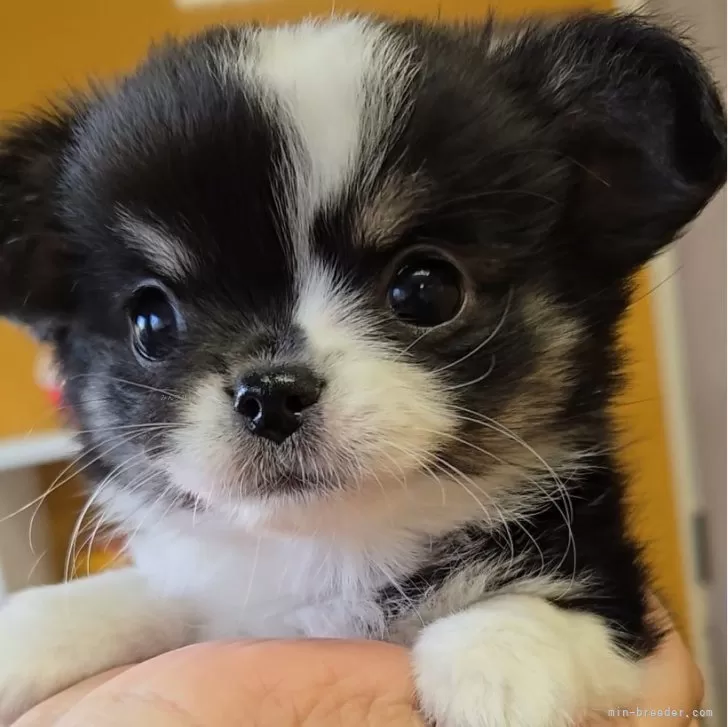 ID:2411-07499の子犬