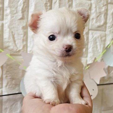 チワワ(ロング)【福岡県・男の子・2025年10月11日・クリーム】の写真「甘えん坊のかわいい男の子✨」