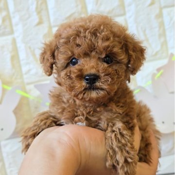 トイプードル(タイニー)【福岡県・男の子・2025年9月28日・レッド】の写真「甘えん坊のかわいい男の子✨」