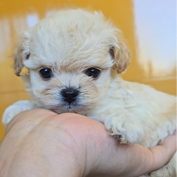 チワプー(トイプードル×チワワ)【福岡県・男の子・2025年9月18日・クリーム】の写真「まったりかわいい男の子♡」