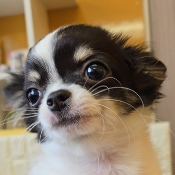 チワワ(ロング)【福岡県・男の子・2024年10月8日・ブラックタン&ホワイト】の写真「甘えん坊のかわいい男の子✨」