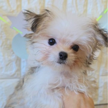チワマル(チワワ×マルチーズ)【福岡県・女の子・2025年7月19日・フォーンホワイト】の写真「甘えん坊なかわいい女の子♡」