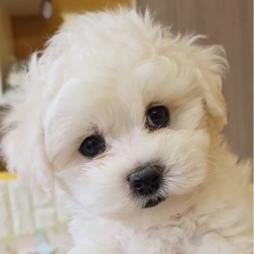 ビションフリーゼ【福岡県・男の子・2025年1月5日・ホワイト】の写真「甘えん坊のかわいい男の子♡」