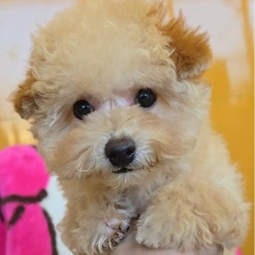 トイプードル(トイ)【福岡県・男の子・2025年7月26日・アプリコット】の写真「甘えん坊なかわいい男の子✨」