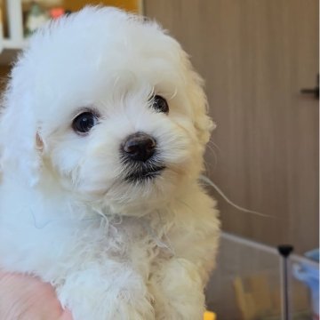 ビションフリーゼ【福岡県・男の子・2025年8月29日・ホワイト】の写真「甘えん坊のかわいい男の子✨」