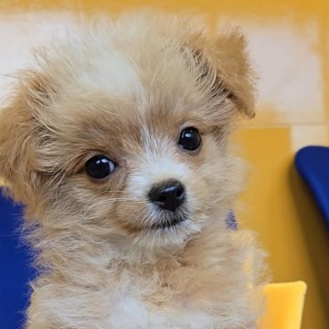 チワプー(トイプードル×チワワ)【福岡県・女の子・2025年6月8日・アプリコット】の写真「甘えん坊のかわいい女の子♡」