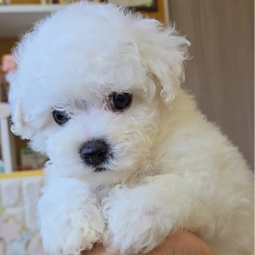 ビションフリーゼ【福岡県・男の子・2025年8月29日・ホワイト】の写真「甘えん坊のかわいい男の子✨」