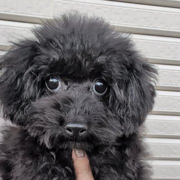 トイプードル(トイ)【福岡県・女の子・2025年7月26日・ブラック】の写真「甘えん坊なかわいい女の子♡」