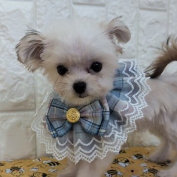 チワマル(チワワ×マルチーズ)【福岡県・女の子・2025年7月19日・フォーンホワイト】の写真「甘えん坊なかわいい女の子♡」