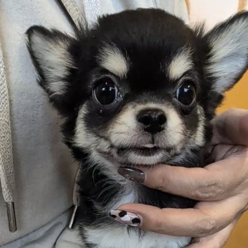 チワワ(ロング)【福岡県・女の子・2025年9月6日・ブラック&タン】の写真「まったりしたかわいい女の子♡」