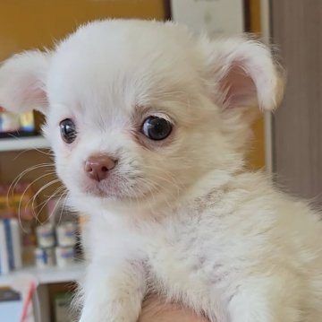 チワワ(ロング)【福岡県・男の子・2025年4月2日・クリーム】の写真「まったりかわいい男の子♡」
