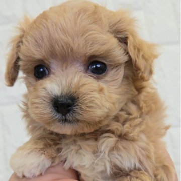 マルプー(トイプードル×マルチーズ)【福岡県・男の子・2025年10月28日・アプリコットホワイト】の写真「まったりかわいい男の子♡」