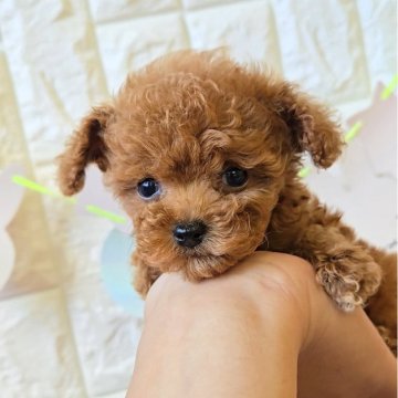 タイニープードル【福岡県・男の子・2025年9月28日・レッド】の写真「甘えん坊のかわいい男の子✨」