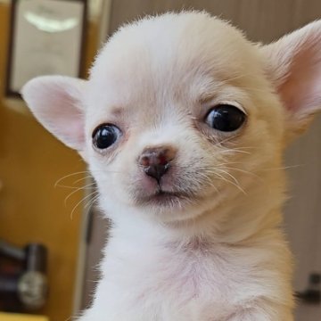 チワワ(ロング)【福岡県・女の子・2024年12月26日・クリーム】の写真「甘えん坊なかわいい女の子♡」