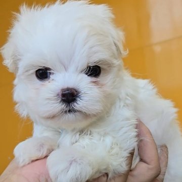 マルチーズ【福岡県・男の子・2025年4月10日・ホワイト】の写真「おめめくりくりかわいい男の子♡」